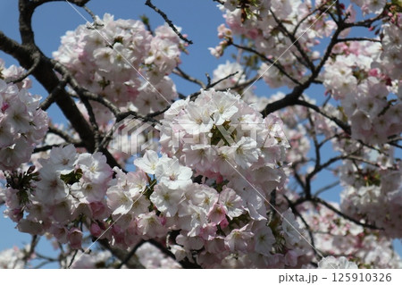 春の大阪造幣局の桜の通り抜け 125910326