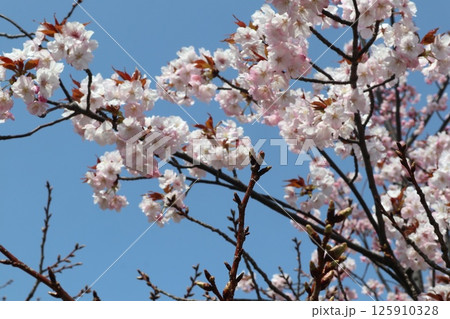 春の大阪造幣局の桜の通り抜け 春の大阪造幣局の桜の通り抜け 125910328