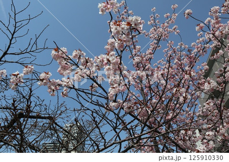 春の大阪造幣局の桜の通り抜け 春の大阪造幣局の桜の通り抜け 125910330
