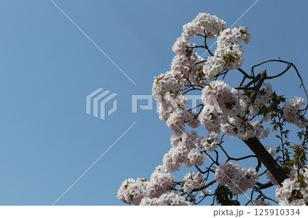 春の大阪造幣局の桜の通り抜け 125910334