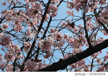 春の大阪造幣局の桜の通り抜け 125910339