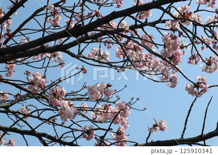 春の大阪造幣局の桜の通り抜け 春の大阪造幣局の桜の通り抜け 125910341