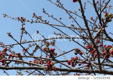 春の大阪造幣局の桜の通り抜け 春の大阪造幣局の桜の通り抜け 125910348