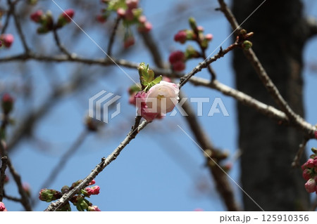 春の大阪造幣局の桜の通り抜け 春の大阪造幣局の桜の通り抜け 125910356