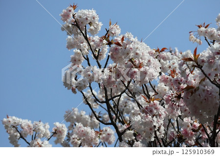 春の大阪造幣局の桜の通り抜け 125910369