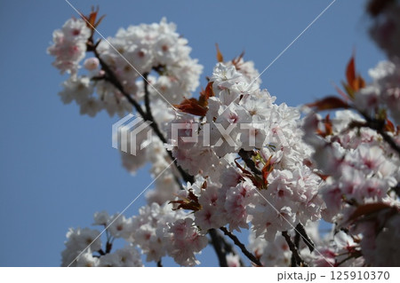 春の大阪造幣局の桜の通り抜け 125910370