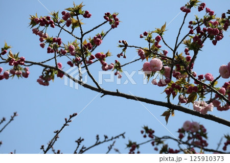 春の大阪造幣局の桜の通り抜け 125910373