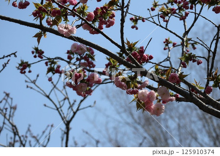春の大阪造幣局の桜の通り抜け 125910374
