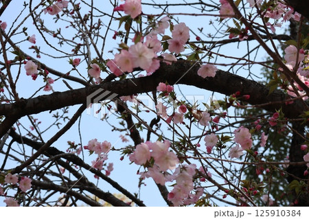 春の大阪造幣局の桜の通り抜け 春の大阪造幣局の桜の通り抜け 125910384