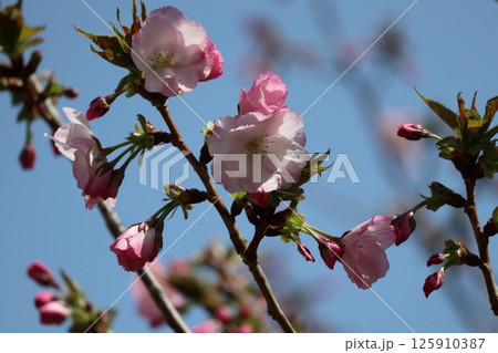 春の大阪造幣局の桜の通り抜け 春の大阪造幣局の桜の通り抜け 125910387
