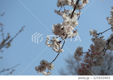 春の大阪造幣局の桜の通り抜け 春の大阪造幣局の桜の通り抜け 125910403