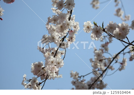 春の大阪造幣局の桜の通り抜け 春の大阪造幣局の桜の通り抜け 125910404