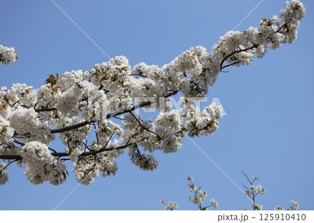 春の大阪造幣局の桜の通り抜け 125910410