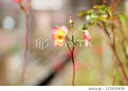 冬のバラ カクテル 冬のバラ カクテル 125910436