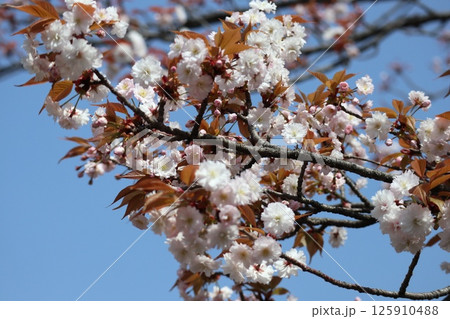 春の大阪造幣局の桜の通り抜け 春の大阪造幣局の桜の通り抜け 125910488