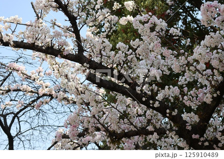 春の大阪造幣局の桜の通り抜け 春の大阪造幣局の桜の通り抜け 125910489