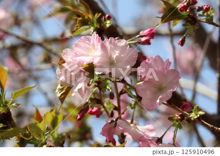 春の大阪造幣局の桜の通り抜け 春の大阪造幣局の桜の通り抜け 125910496