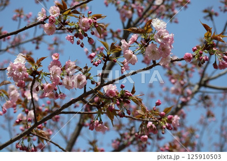 春の大阪造幣局の桜の通り抜け 春の大阪造幣局の桜の通り抜け 125910503