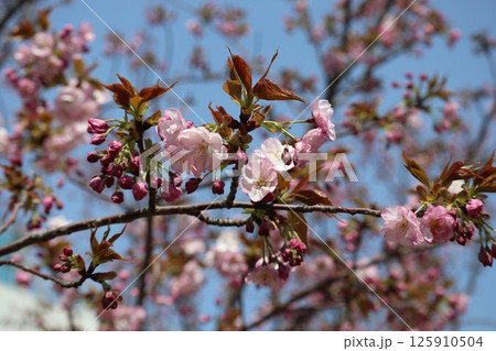 春の大阪造幣局の桜の通り抜け 125910504