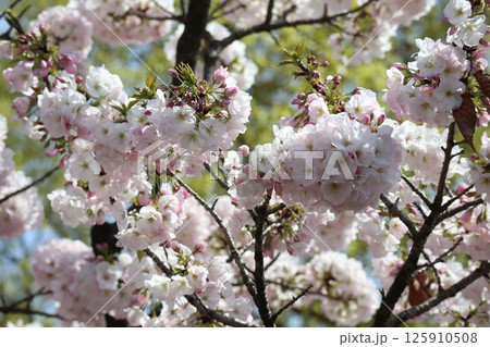 春の大阪造幣局の桜の通り抜け 春の大阪造幣局の桜の通り抜け 125910508