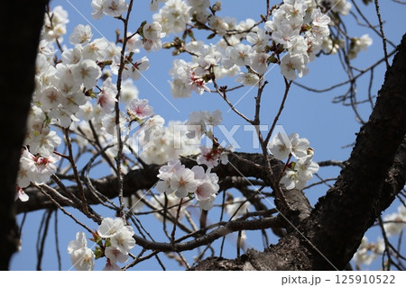春の大阪造幣局の桜の通り抜け 125910522