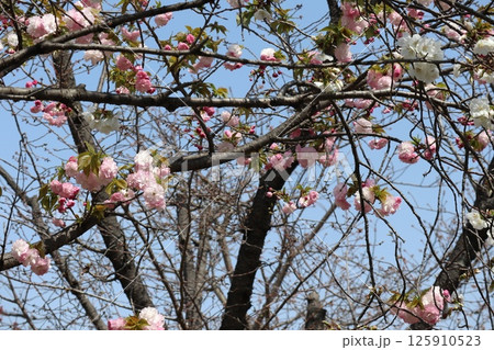 春の大阪造幣局の桜の通り抜け 125910523