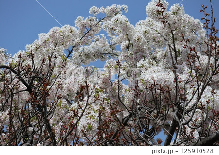 春の大阪造幣局の桜の通り抜け 125910528