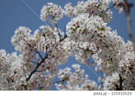 春の大阪造幣局の桜の通り抜け 125910529