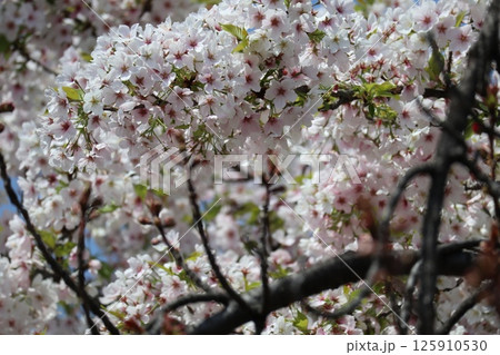 春の大阪造幣局の桜の通り抜け 125910530
