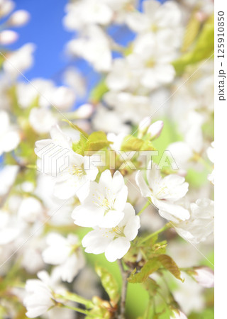 桜の開花クローズアップ 125910850