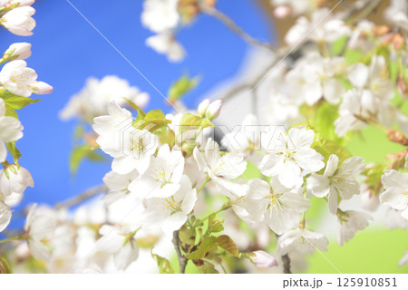 桜の開花クローズアップ 125910851