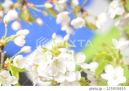 桜の開花クローズアップ 125910855