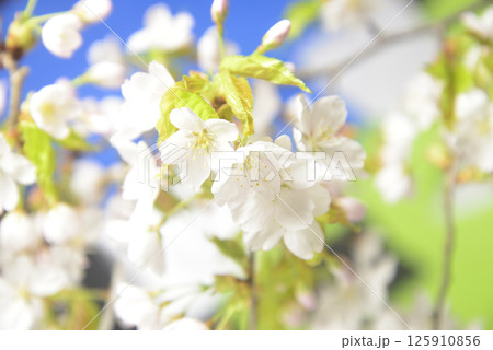桜の開花クローズアップ 125910856