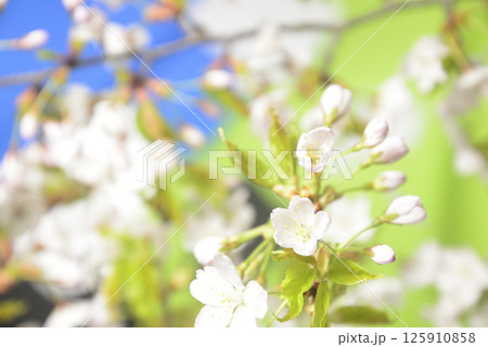 桜の開花クローズアップ 125910858
