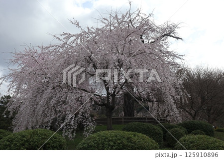 京都円山公園の春の風景 京都円山公園の春の風景 125910896