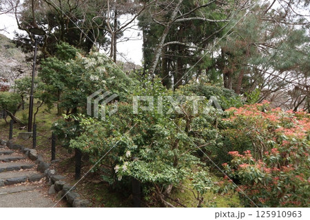 京都円山公園の春の風景 125910963