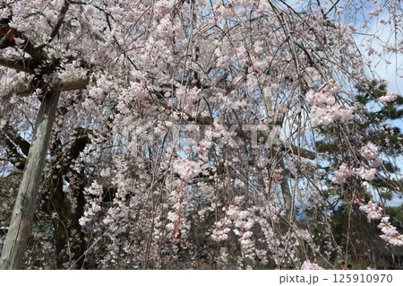 京都円山公園の春の風景 京都円山公園の春の風景 125910970