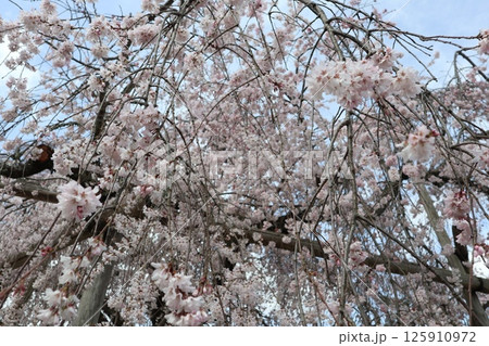 京都円山公園の春の風景 125910972