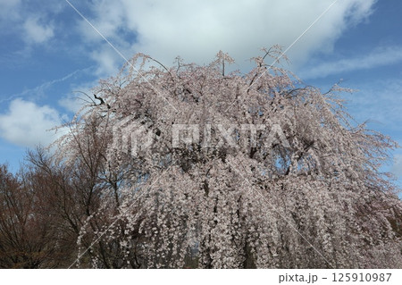 京都円山公園の春の風景 京都円山公園の春の風景 125910987