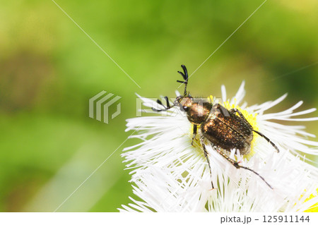 ハルジオンの花に止まるヒゲブトハナムグリ(オス) ハルジオンの花に止まるヒゲブトハナムグリ(オス) 125911144