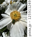 花と虫 125911249