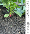 畑のラディッシュ 125911251