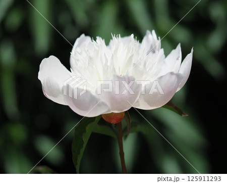 シャクヤク シャクヤク 125911293