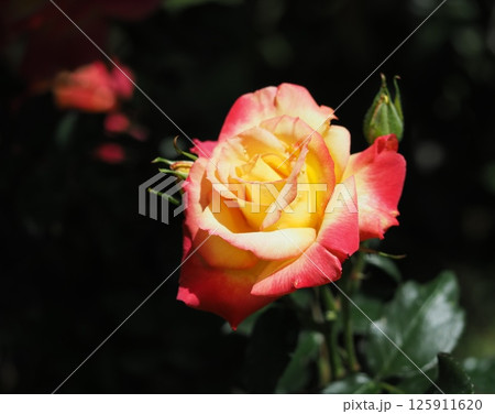 バラ バラ 125911620