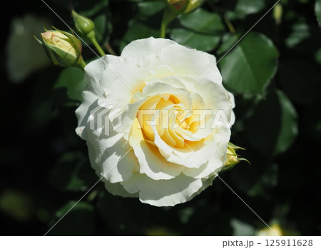バラ 125911628