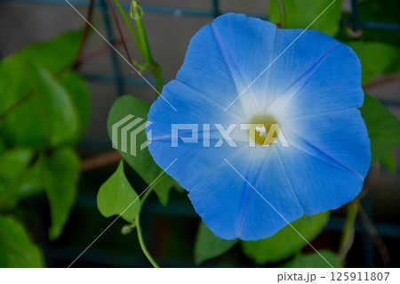 満開の水色のアサガオ 満開の水色のアサガオ 125911807