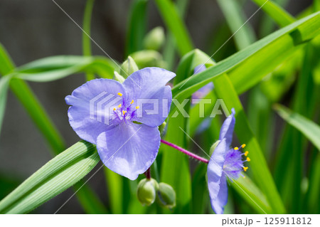 ムラサキツユクサの花のクローズアップ ムラサキツユクサの花のクローズアップ 125911812