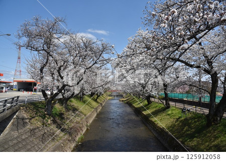 満開の桜が咲く川辺 125912058