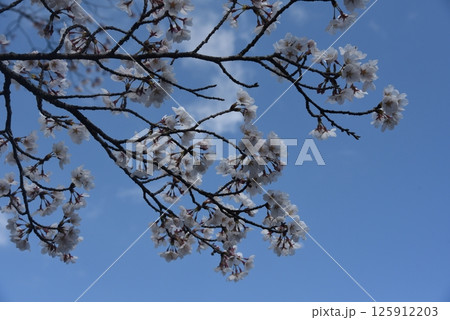 桜満開の恵那峡 125912203