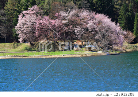中綱湖 桜咲く春 中綱湖 桜咲く春 125912209